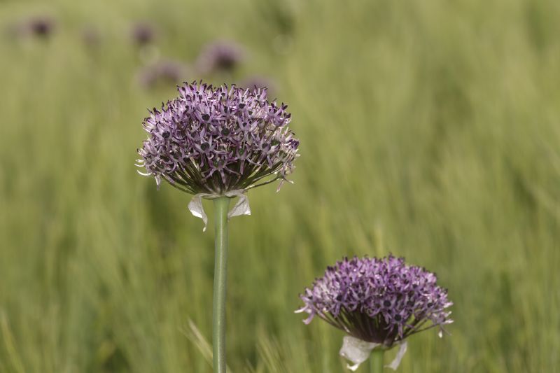 Allium cyrilli / Aglio di Cirillo